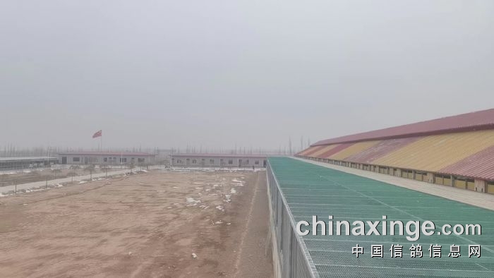 君翼赛鸽公棚秋季赛事，速度与激情的碰撞宁夏君翼赛鸽公棚秋棚