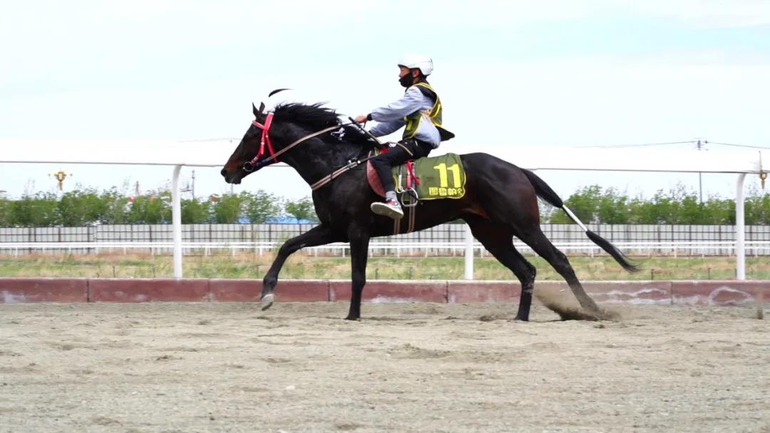 2019香港马会全年资料大全，赛场风云与慈善盛举香港2021年马会资料大全