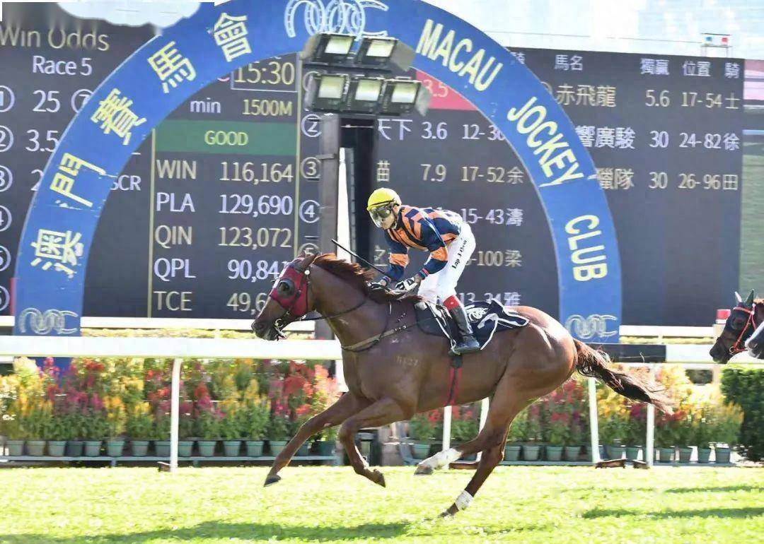 2019年马会全年资料回顾，精彩瞬间与辉煌成就2o19年马会全年资枓m.gjyqh.tw